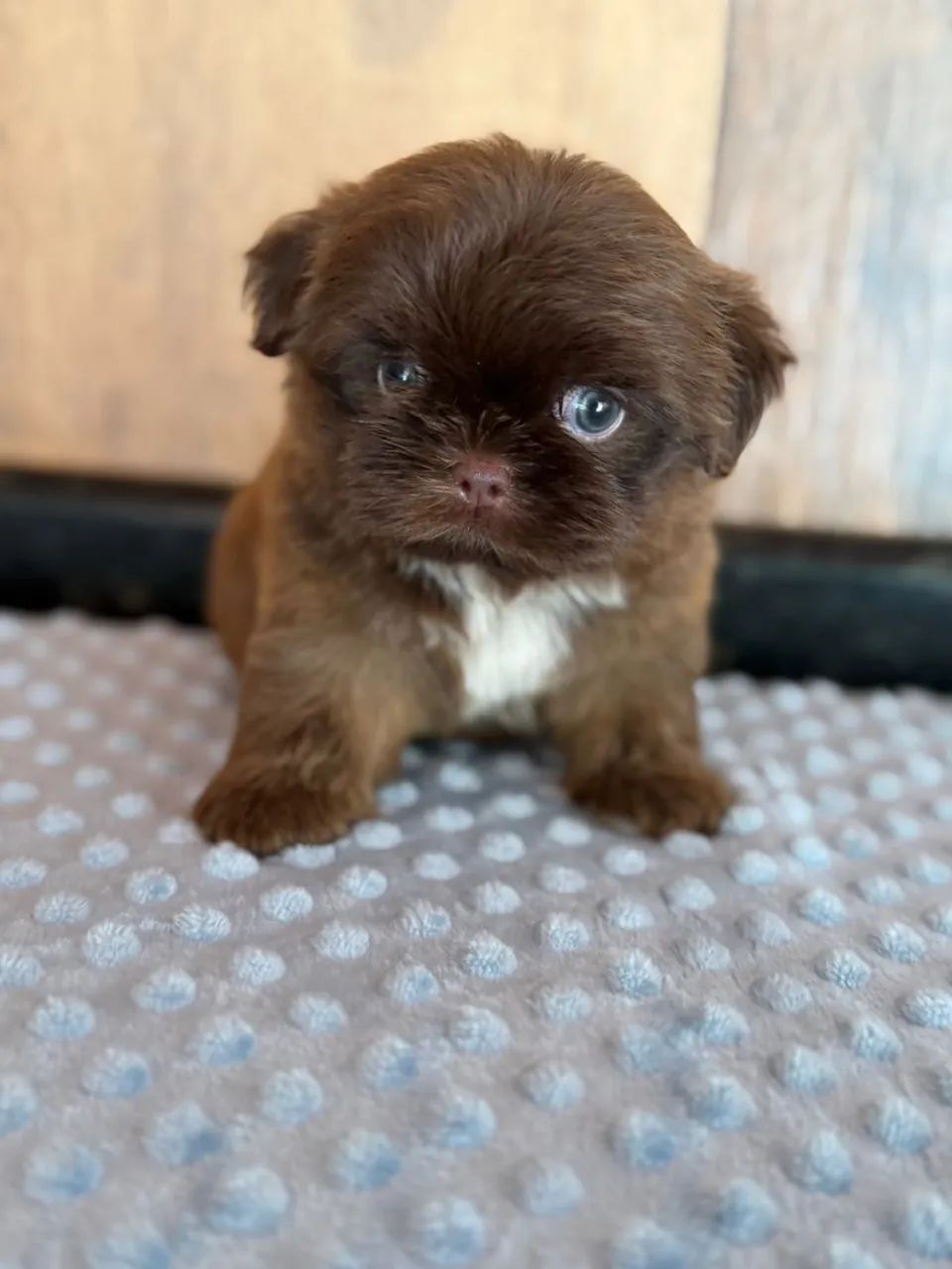shihtzu chocolate  - Foto 3