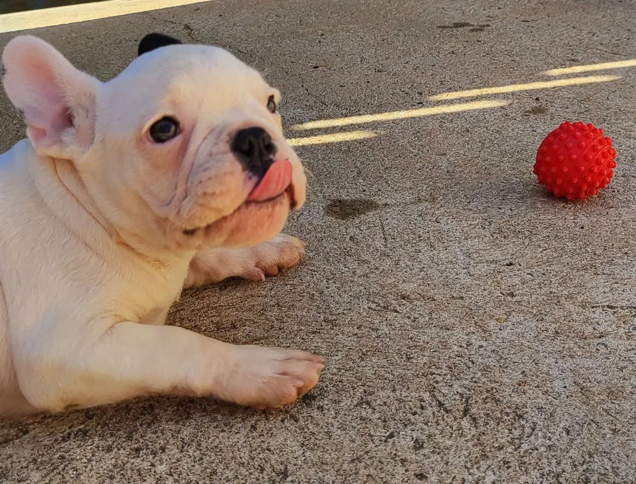 Bulldog Francês  - Foto 4