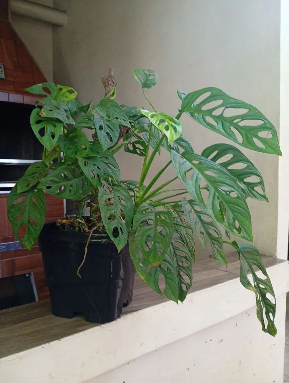 Plantas diversos modelos e preços. - Foto 3