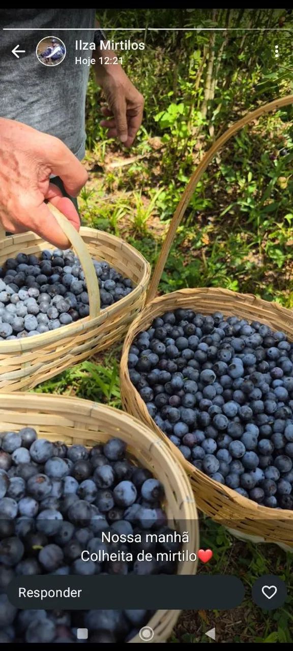 Mirtilo ? - Foto 2