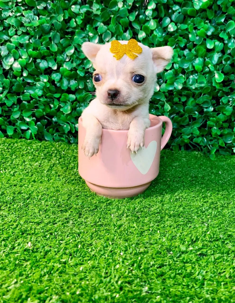 chihuahua de xícara - Foto 2