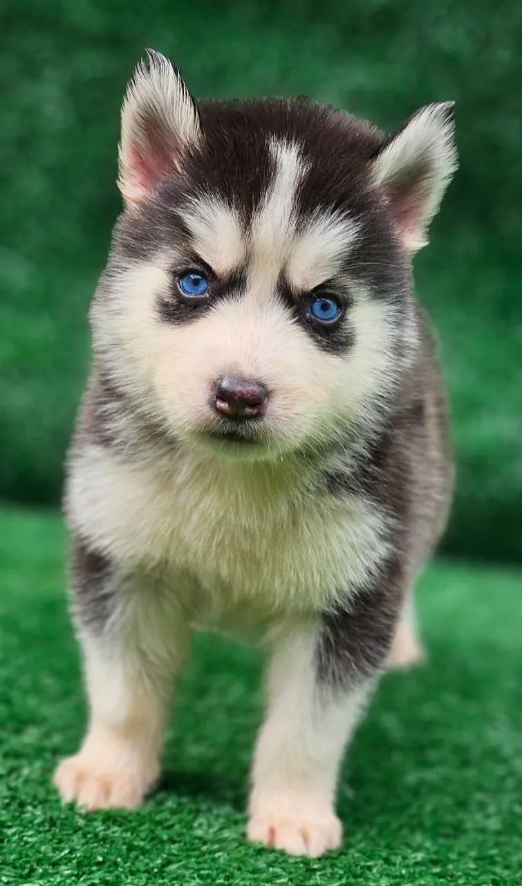 Husky siberiano com PEDIGREE registrado vacinados e vermífugados 3vezes  - Foto 6