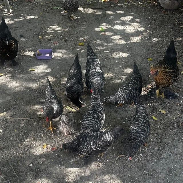 Galinhas 