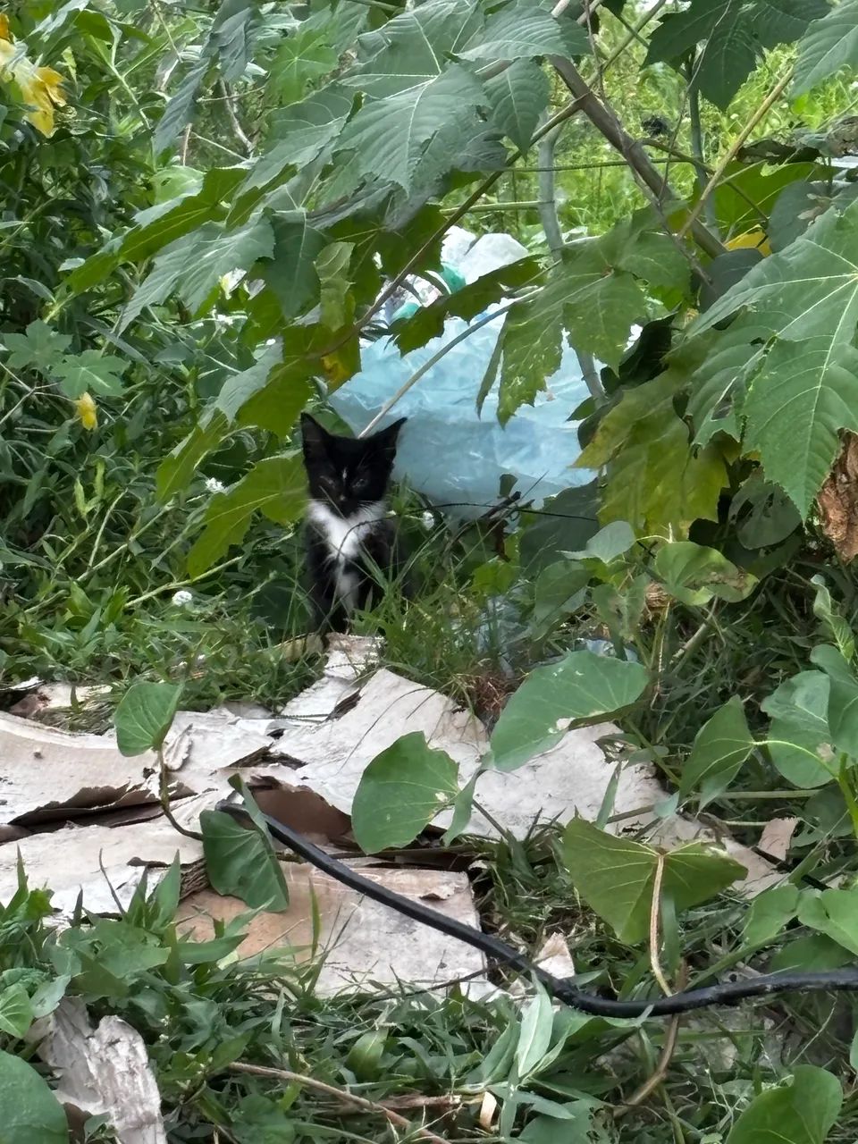 Gatinhos para adoção responsável  - Foto 4
