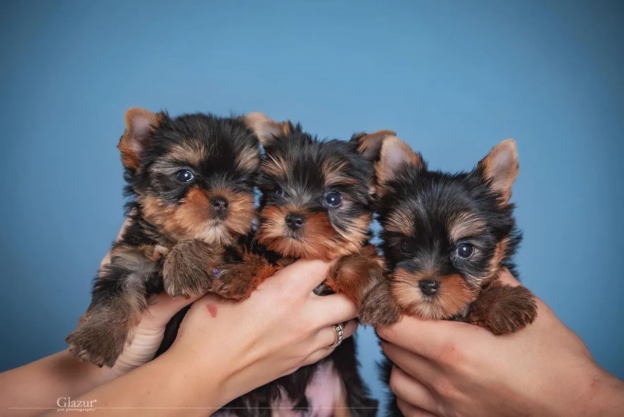 Yorkshire Terrier Micro com garantia - Foto 2
