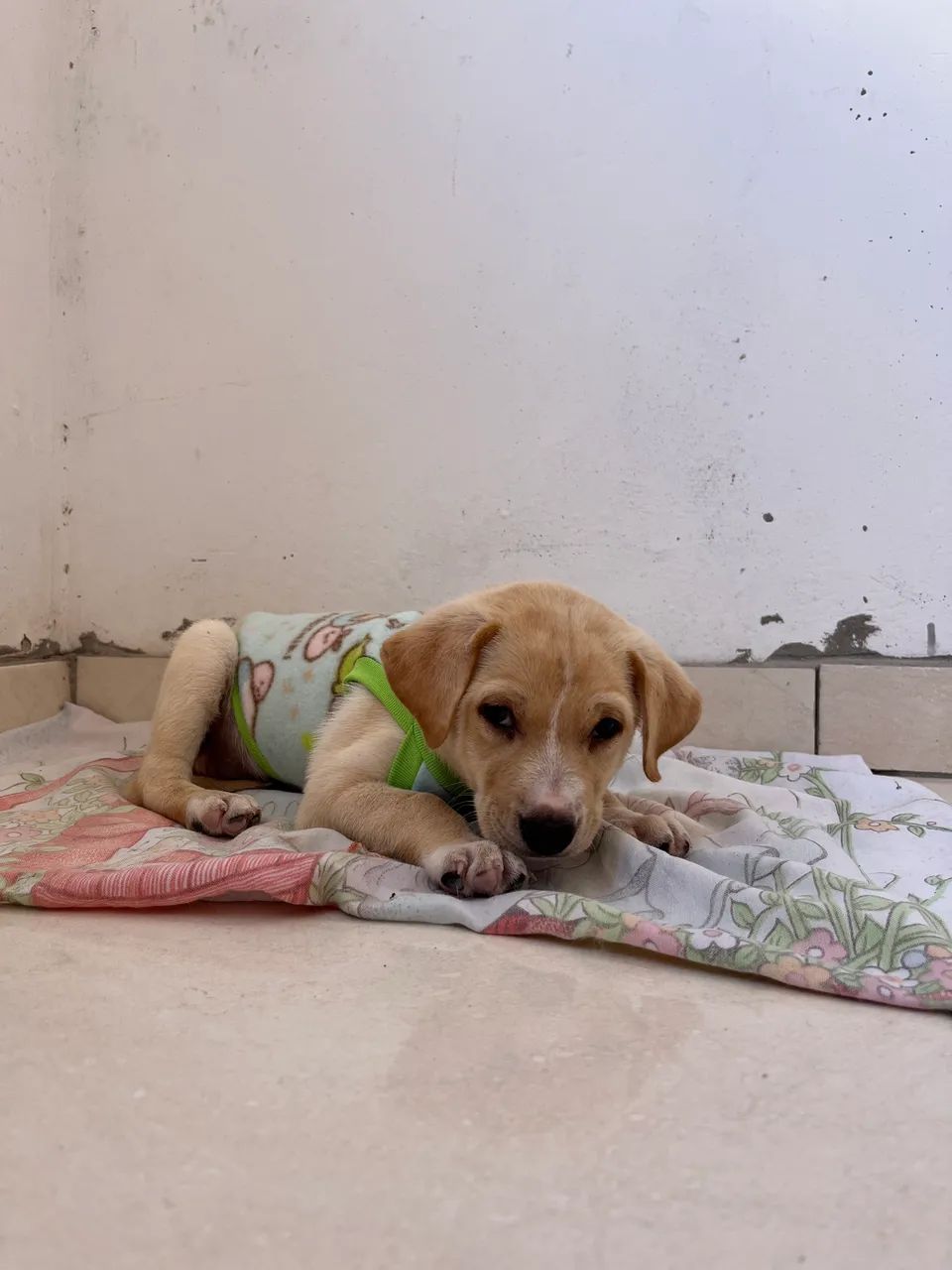 Cachorrinho para Adoção  - Foto 3