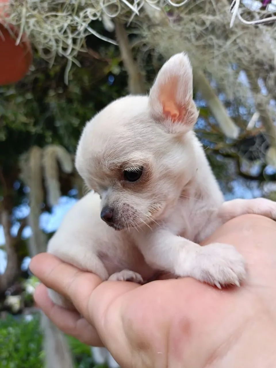 Chihuahua 