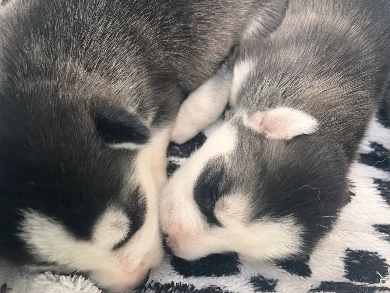 Filhotes de Husky Siberiano 