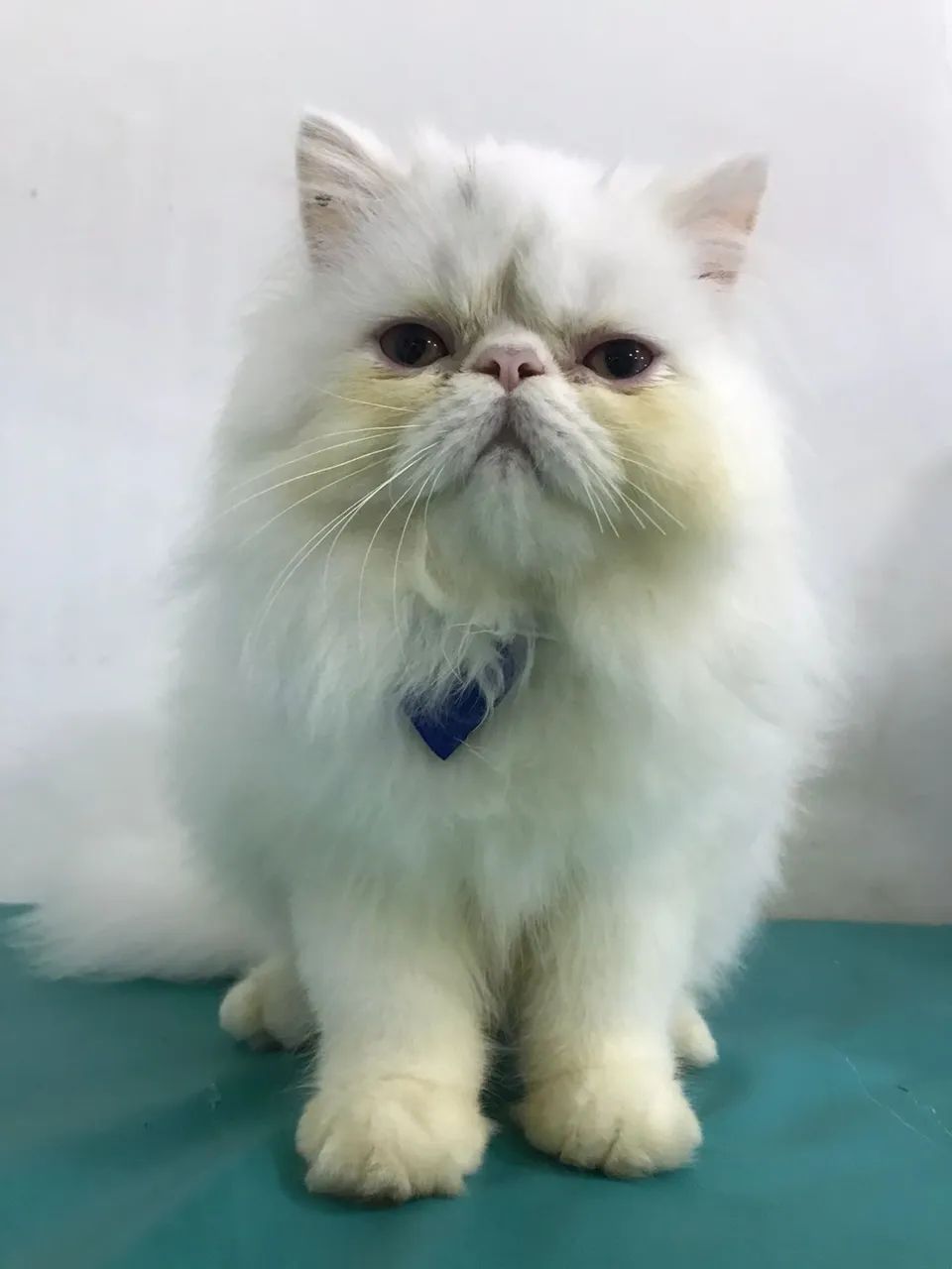 Gato Persa ? - Foto 5