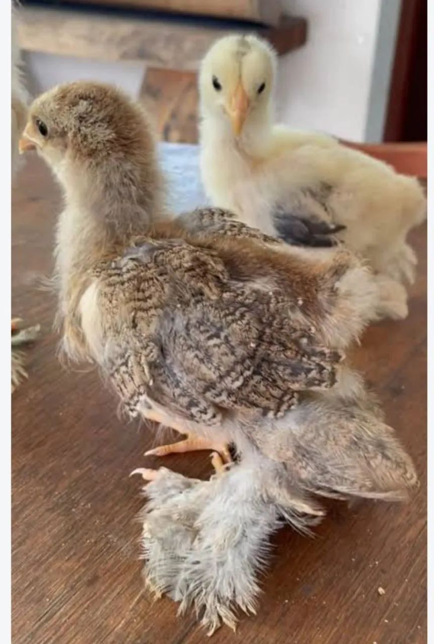 pintinhos Brahma 