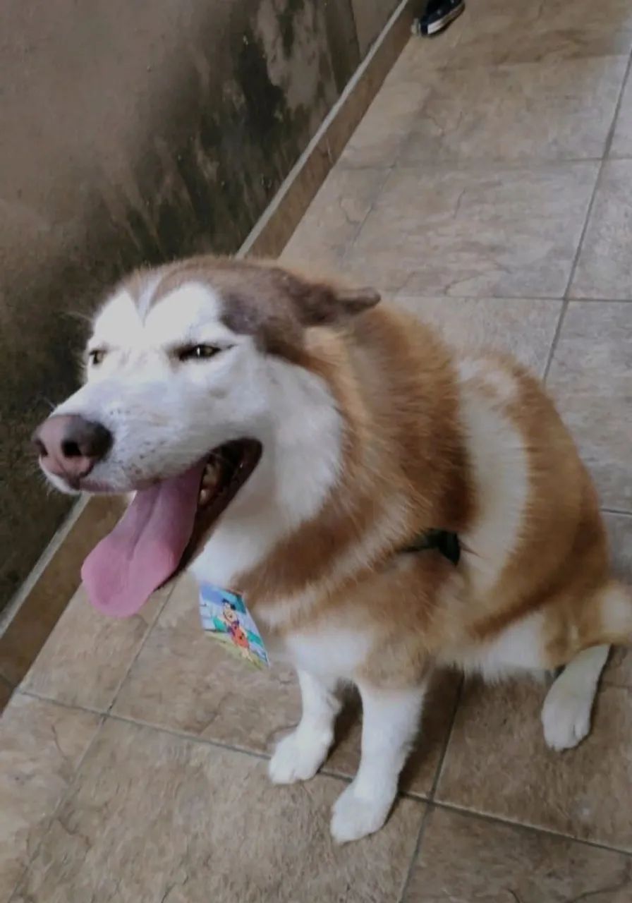Husky Siberiano  - Foto 4