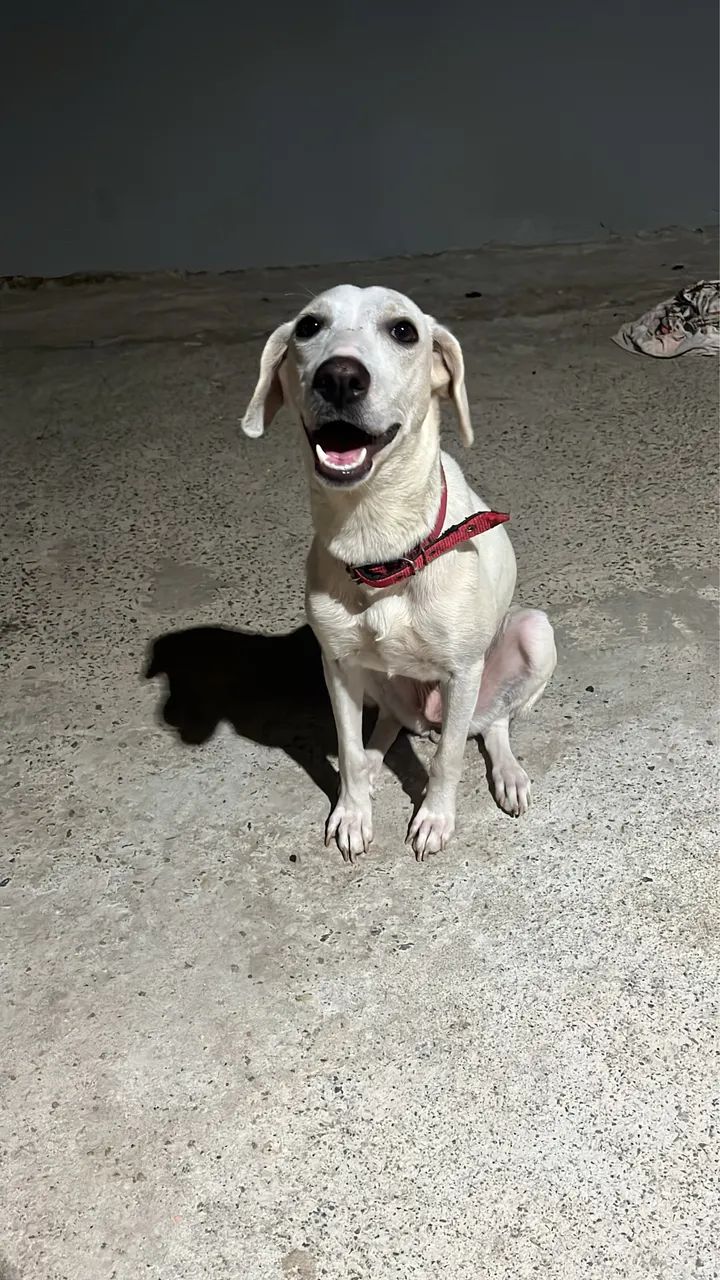 Fêmea para doação  - Foto 2