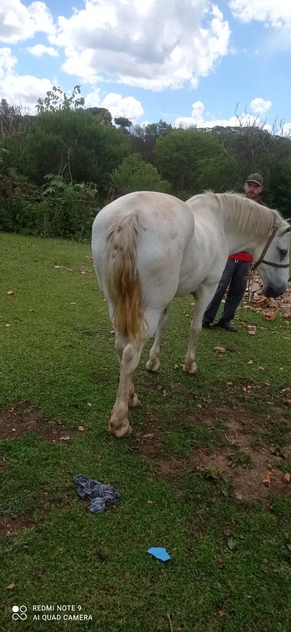 Cavalo Percheron. - Foto 5