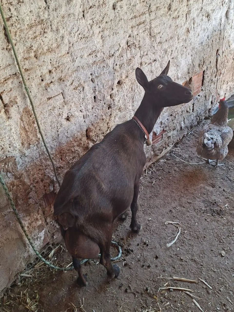 Cabra Murciana com registro  - Foto 2