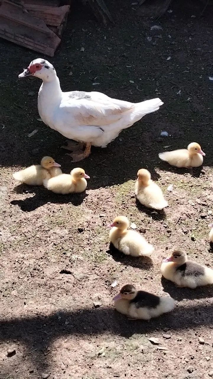 Pato - Foto 2