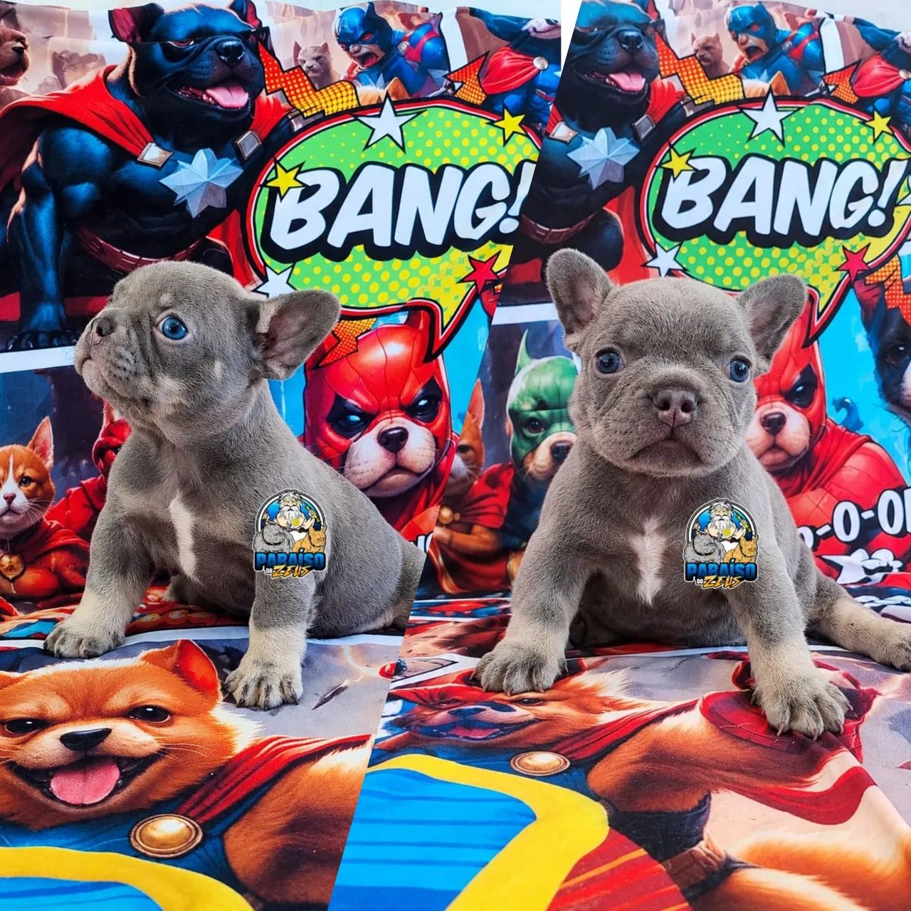 Bulldog Francês perfeição ? - Foto 4