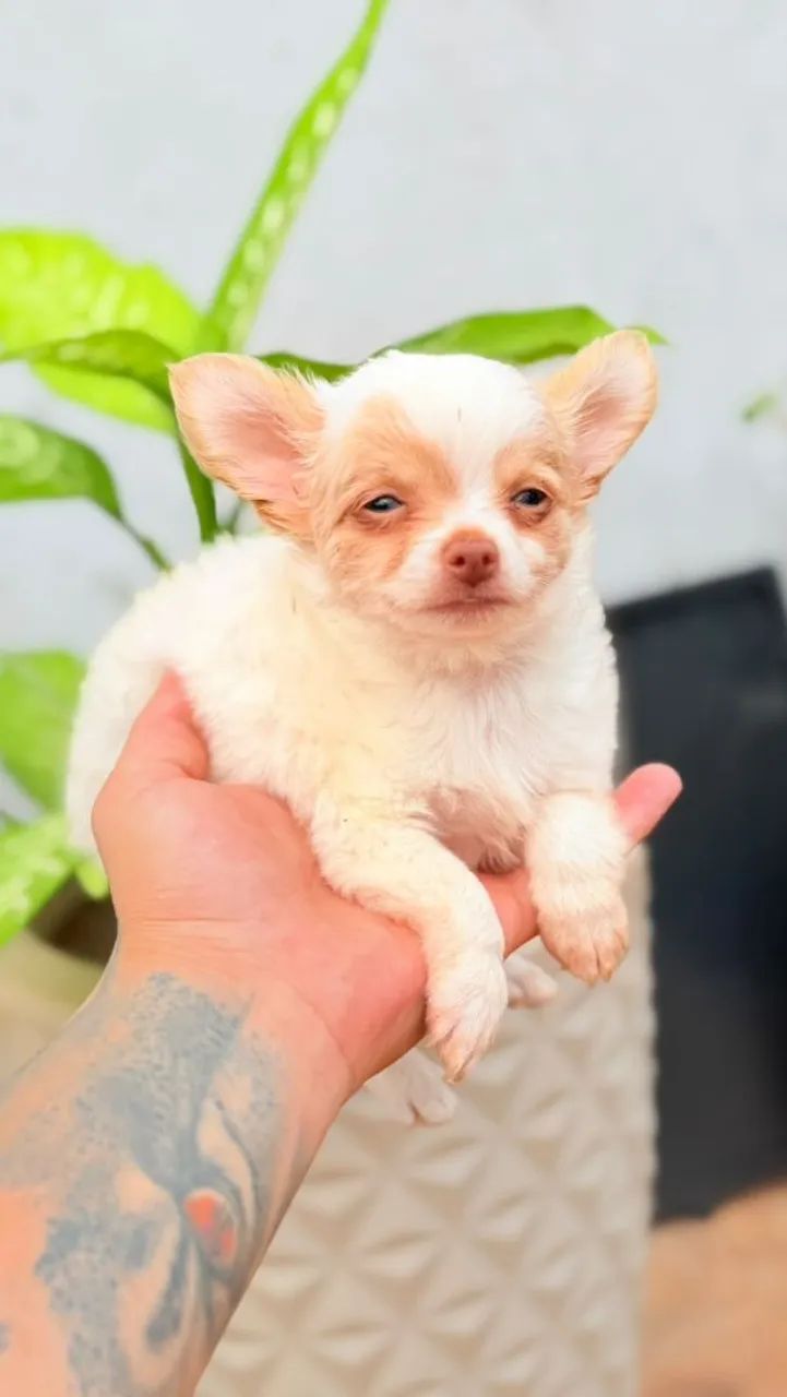 Chihuahua Macho ,Pelo Longo! - Foto 2