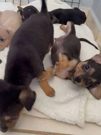 pinscher x fox  - Foto 2