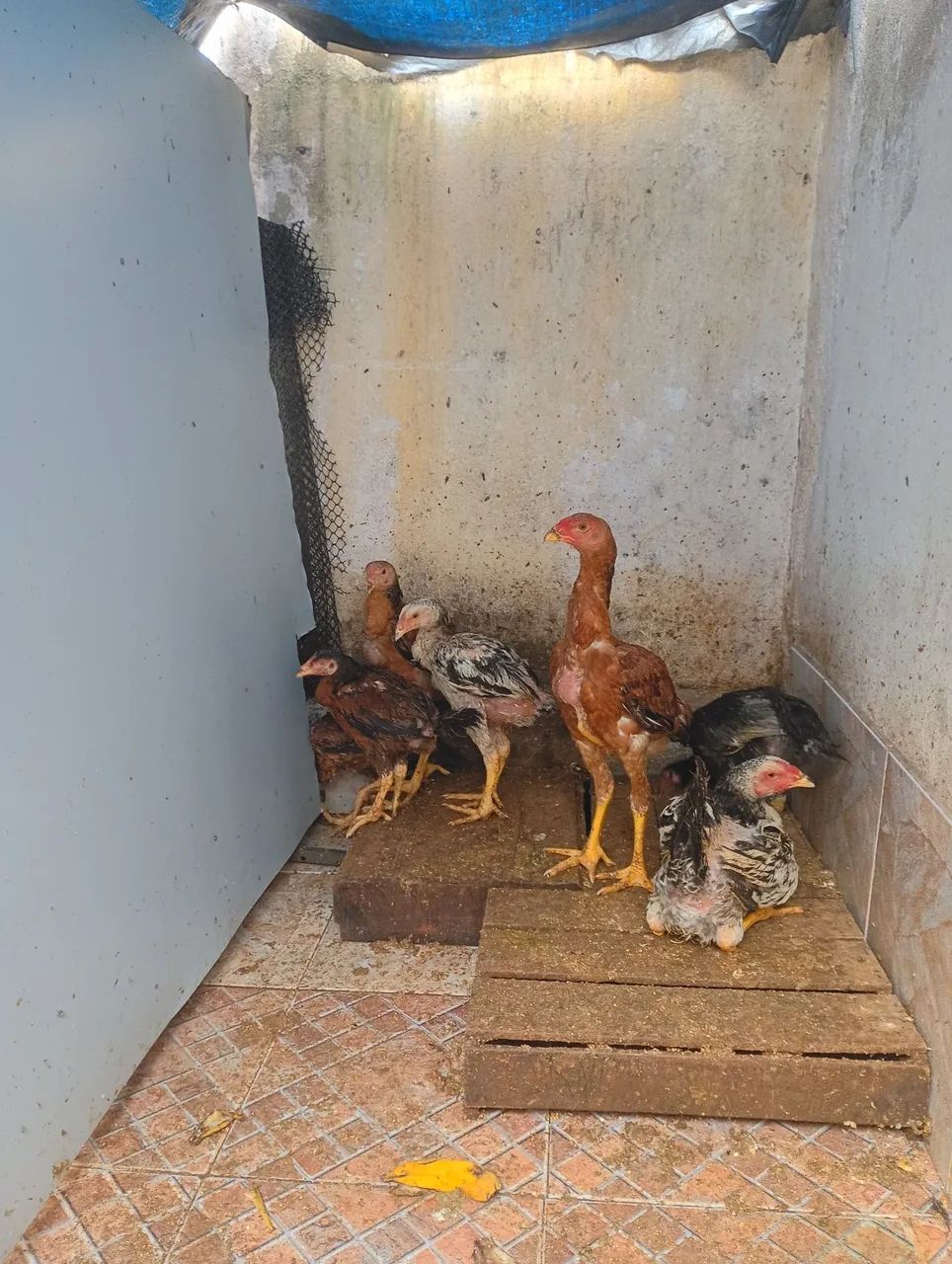 Frangos Índio Gigante  - Foto 2