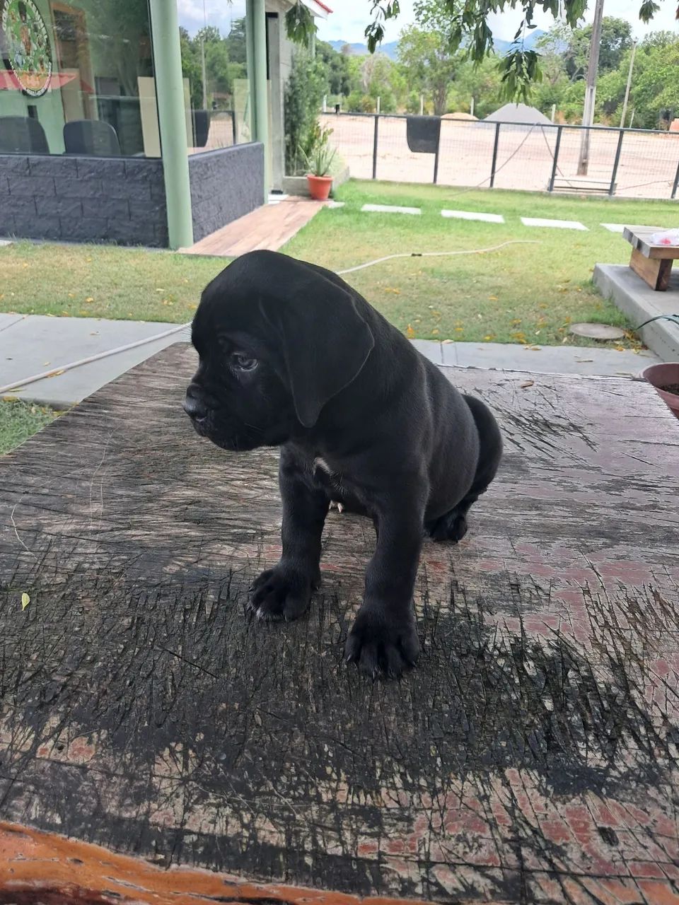 Cane corso italiano