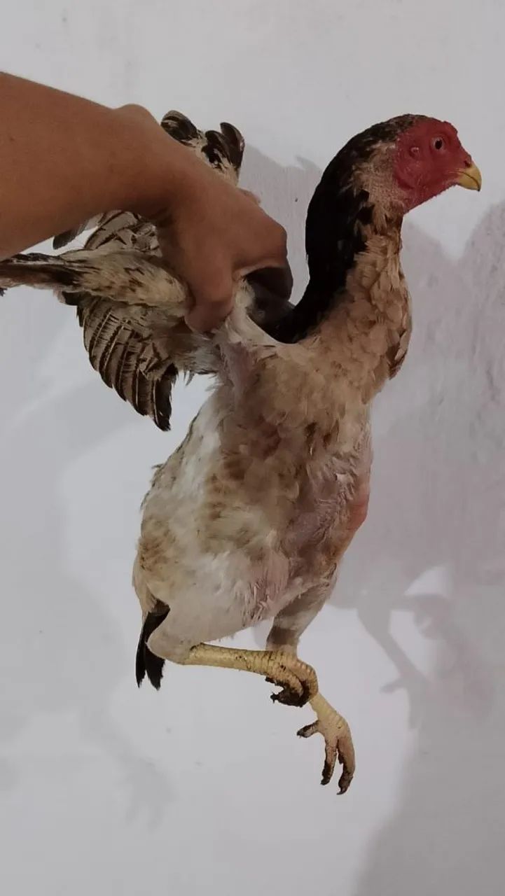 Vendo galinha caipira e capoeira. - Foto 2