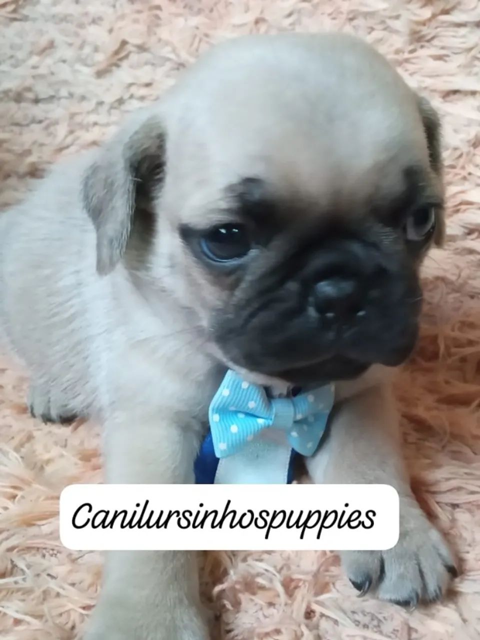 pug disponiveis abrico e black  - Foto 3