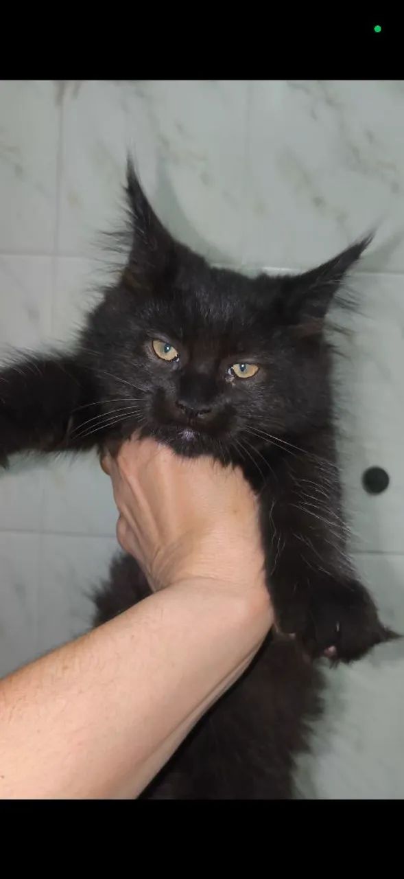 Filhote Maine Coon Black Pantera