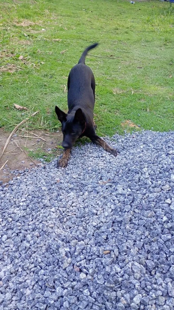 Doação de cachorro. - Foto 5