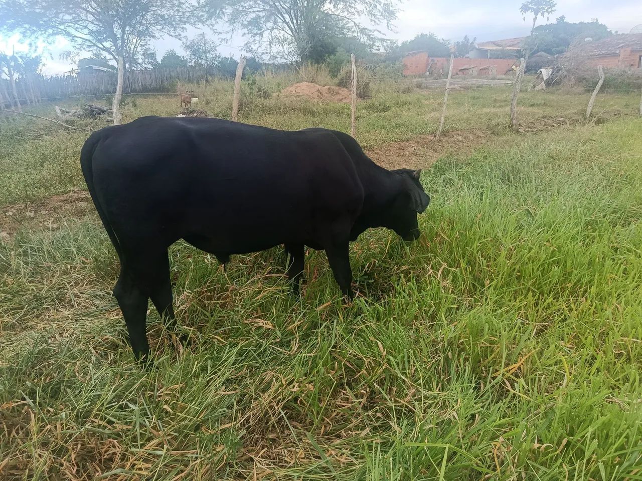 Três garrotes  - Foto 4
