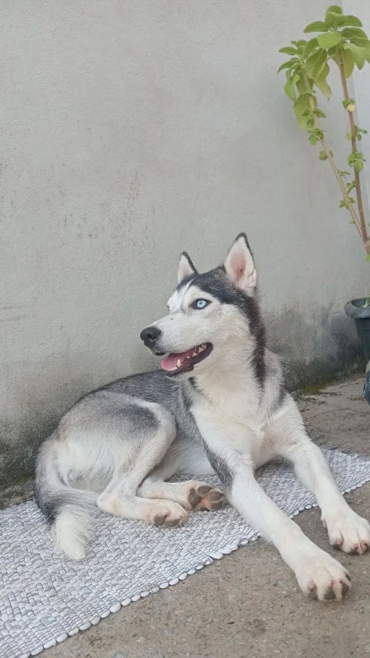 Linda e dócil 