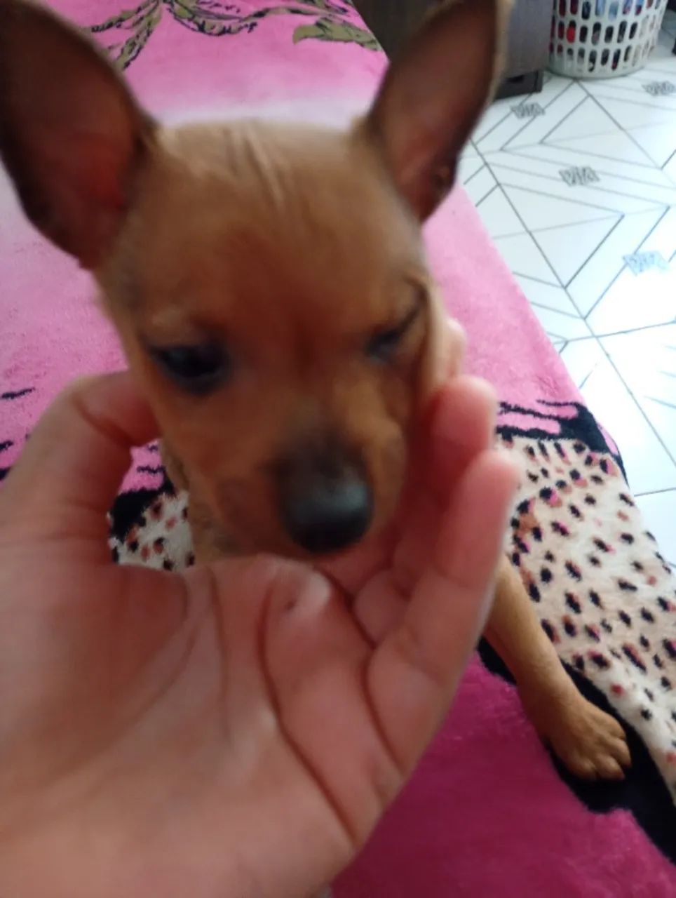 Cachorro  - Foto 2