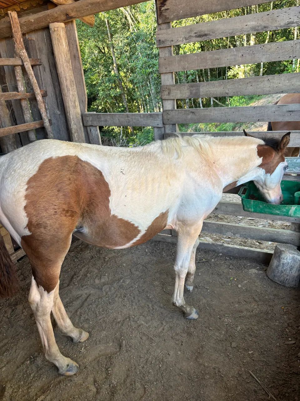 Potranca apartada 6 meses - Foto 3