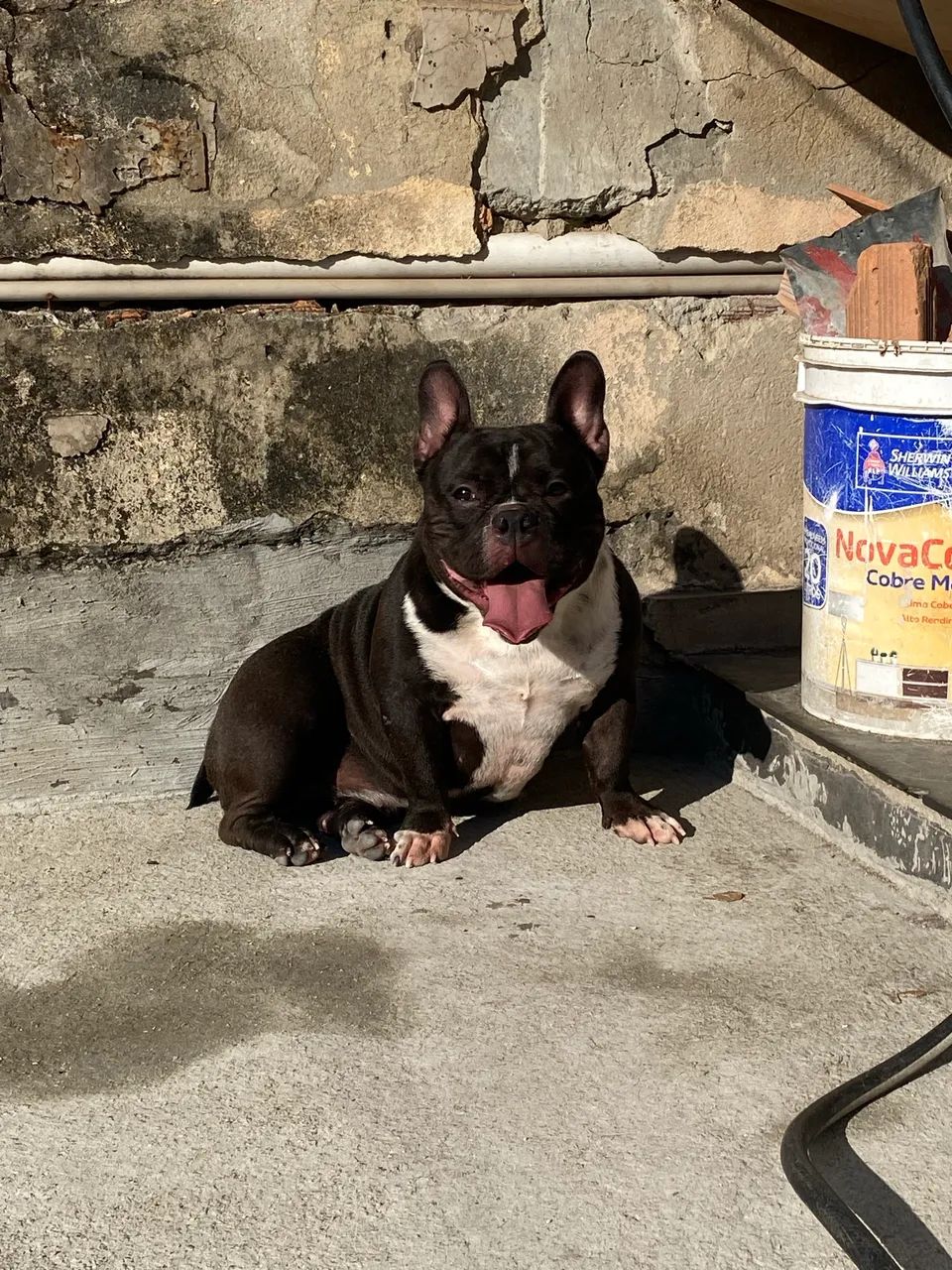American bully micro  - Foto 2