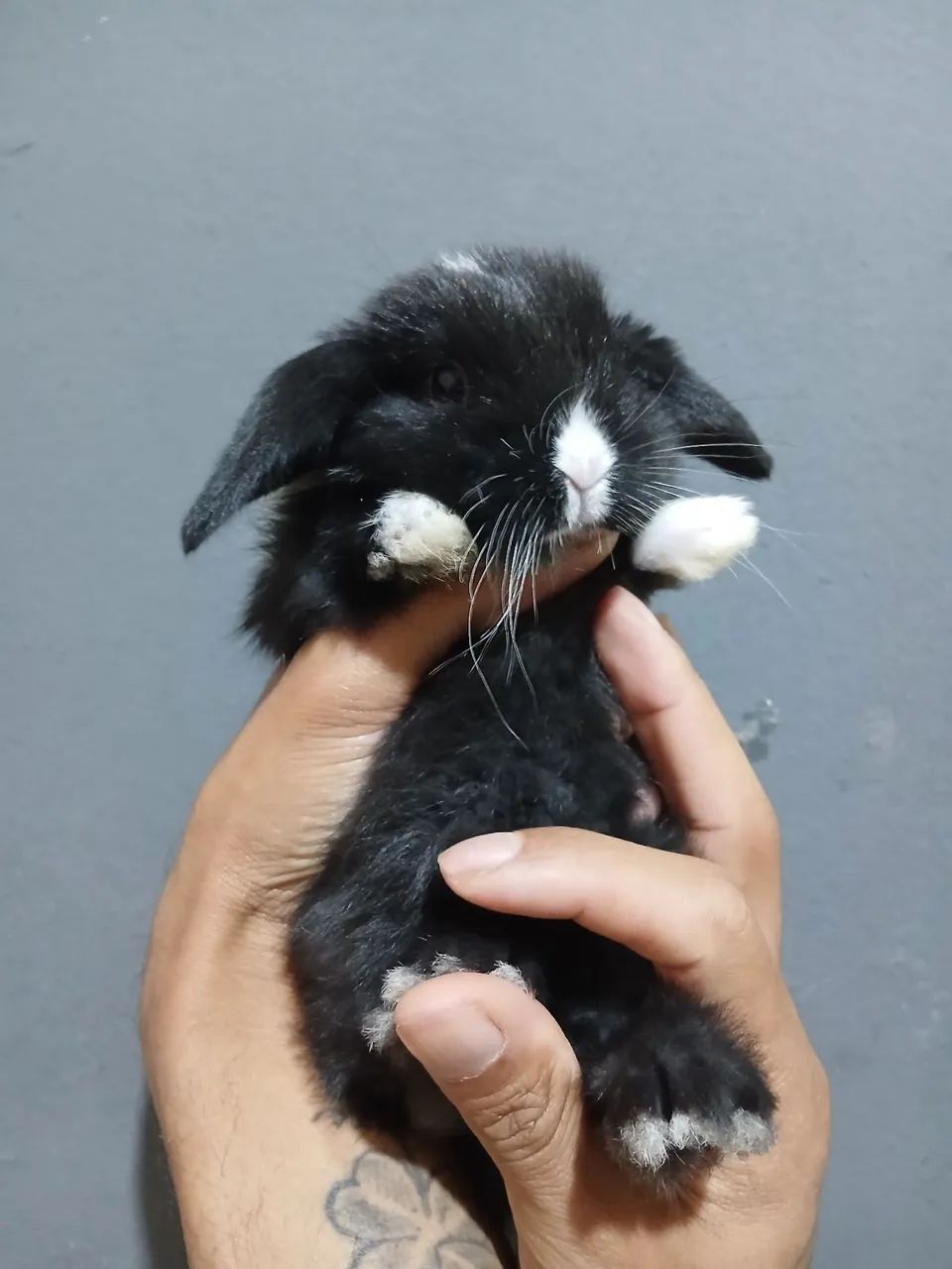 Coelho mini lop  - Foto 2