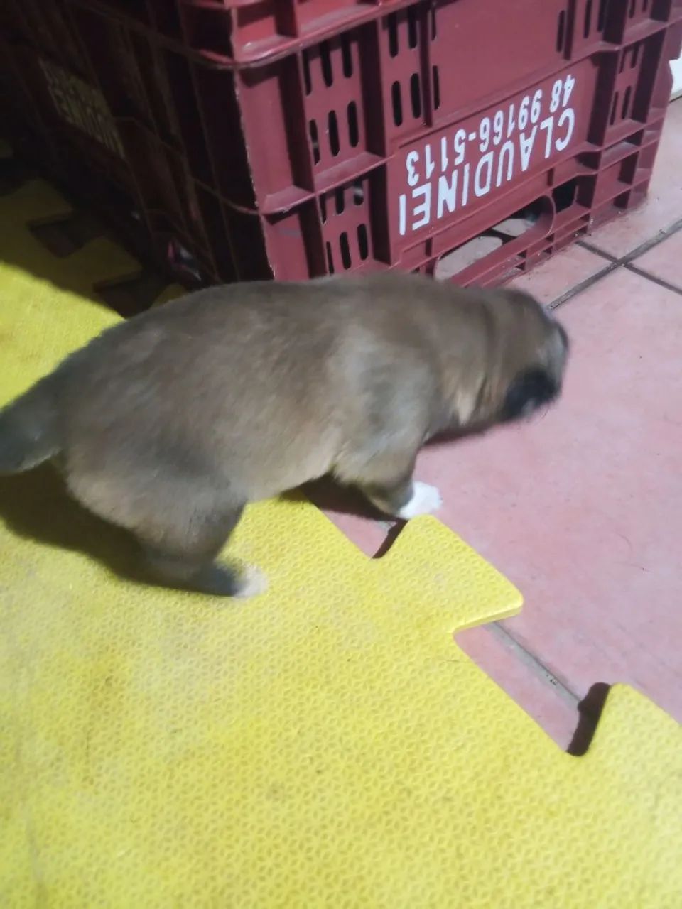 Doação responsável  - Foto 2