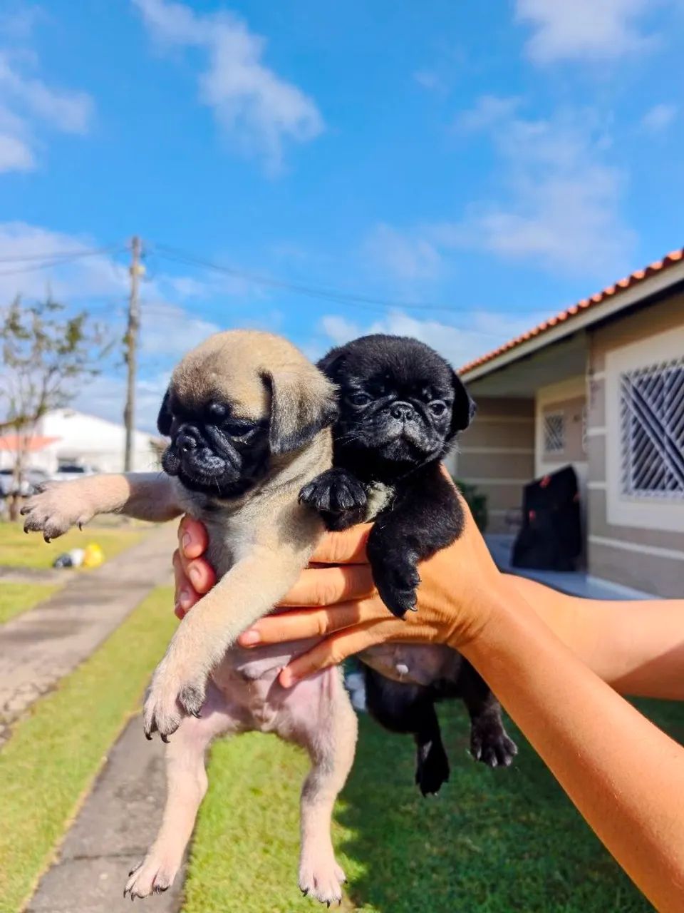 Pug disponíveis