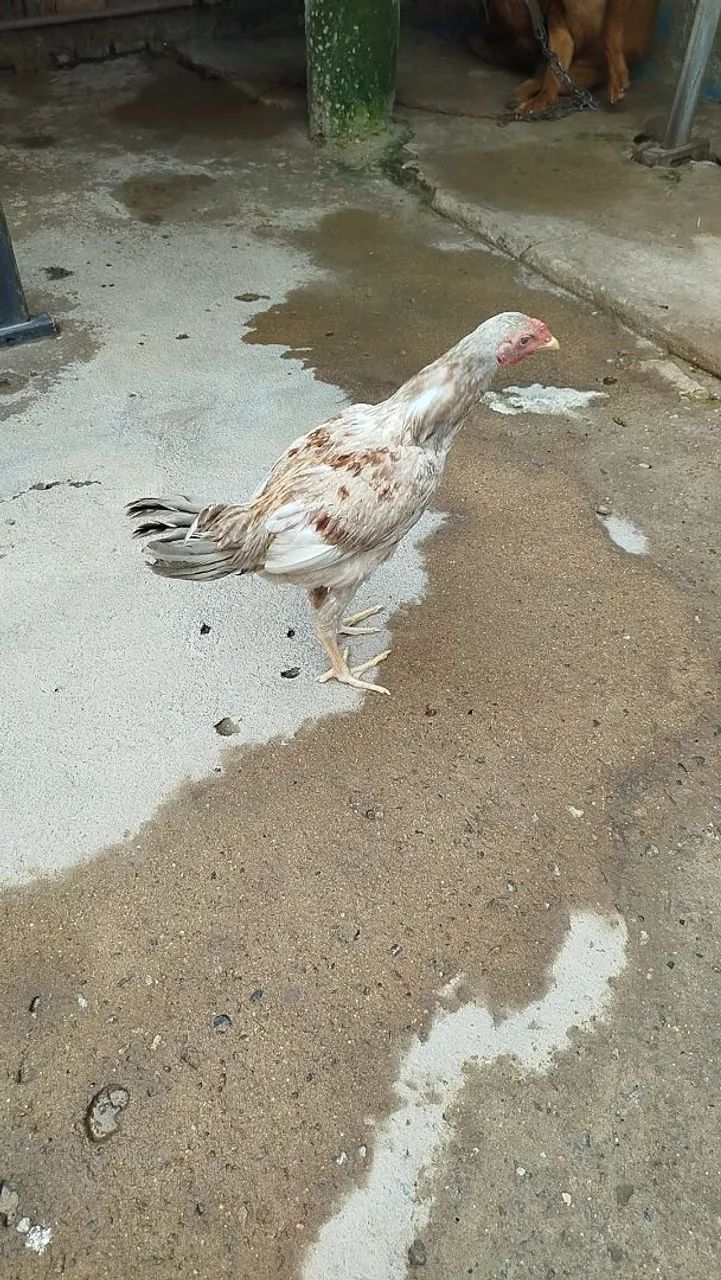 Galinha índio gigante 