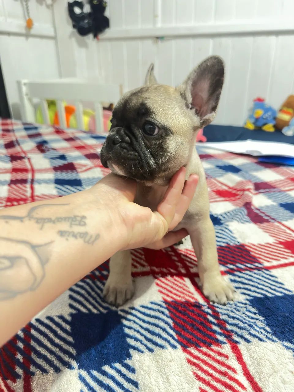 Fêmea buldogue  - Foto 3