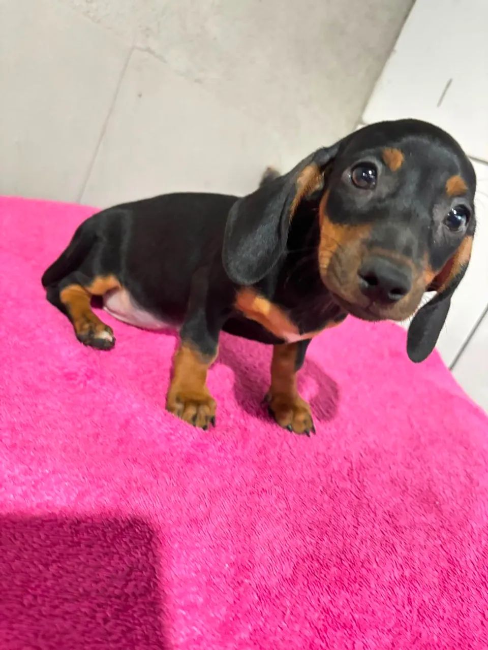 Dachshund Basset salsicha Cofap fêmea - Foto 4