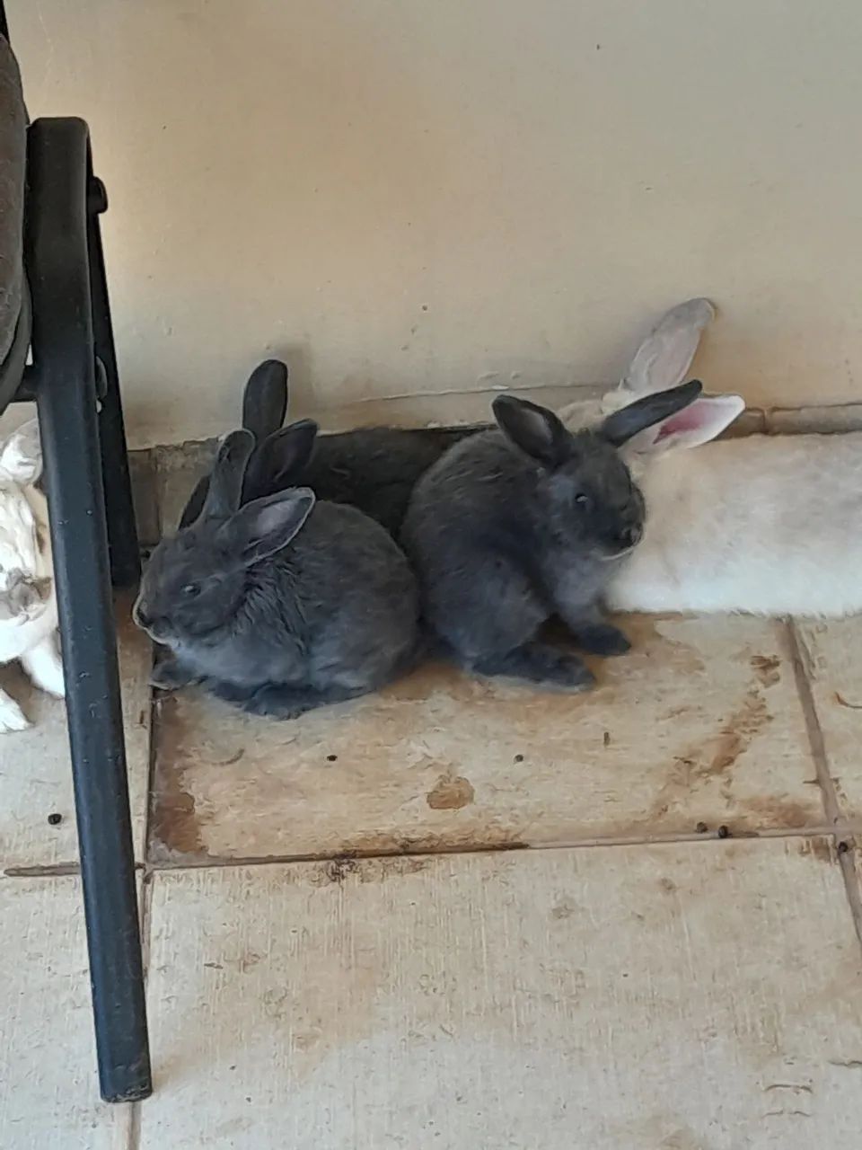 Vendo Coelhos tenho adultos e filhotes mini lop