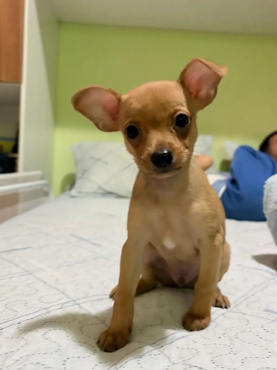 Pinscher 0 - Foto 2