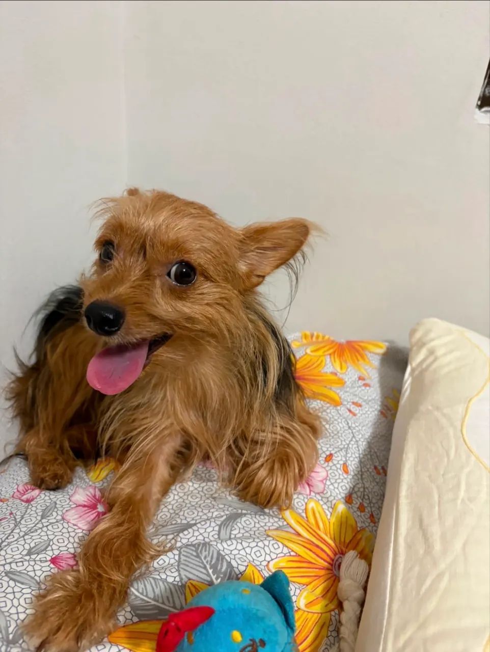 Doação responsável: 2 cães Yorkshire - Foto 4