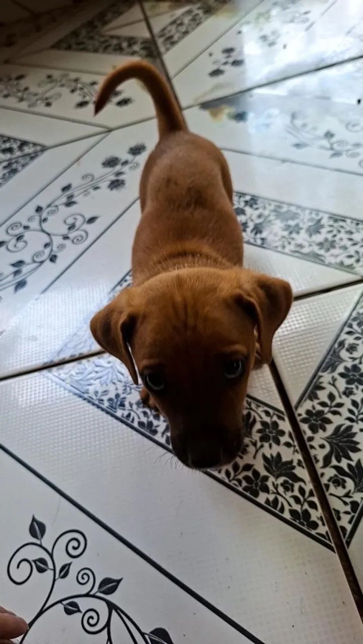 Cachorra macho laranja  - Foto 4
