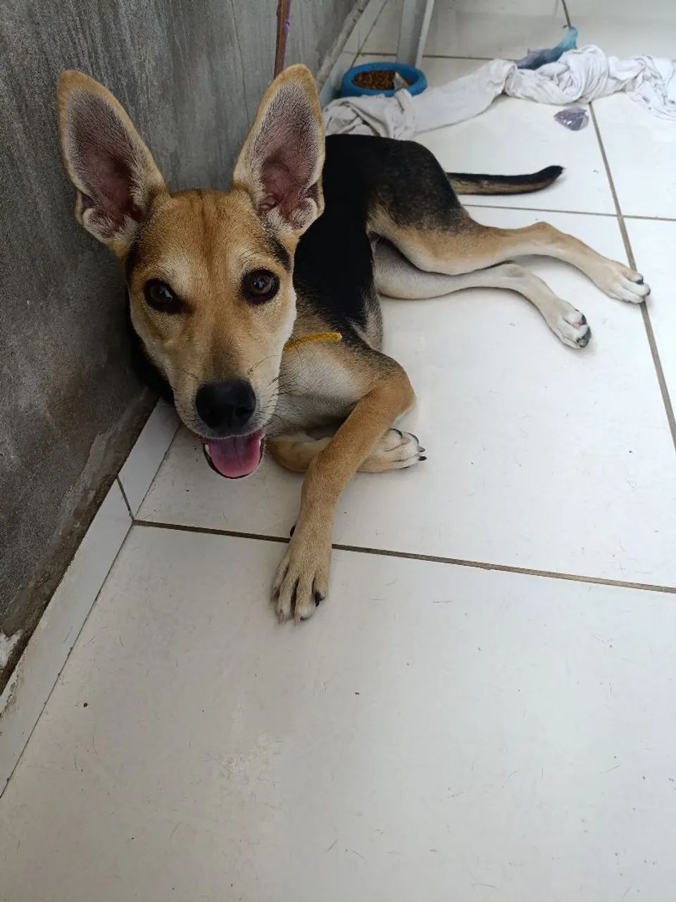 Doação de cadela - Foto 3