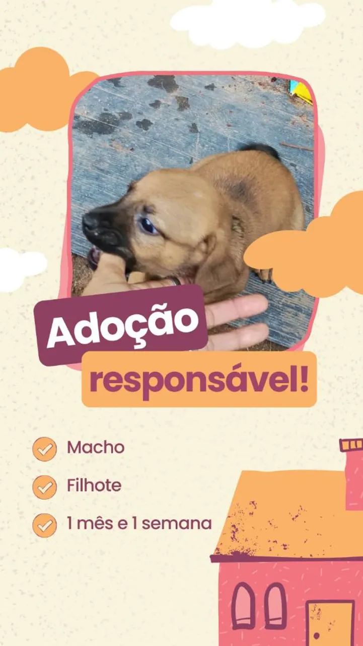 Doação de Filhotes  - Foto 2