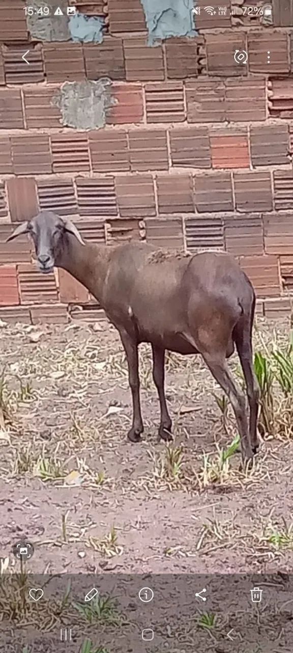 Ovelhas AMORJADAS e carneiro.  - Foto 2