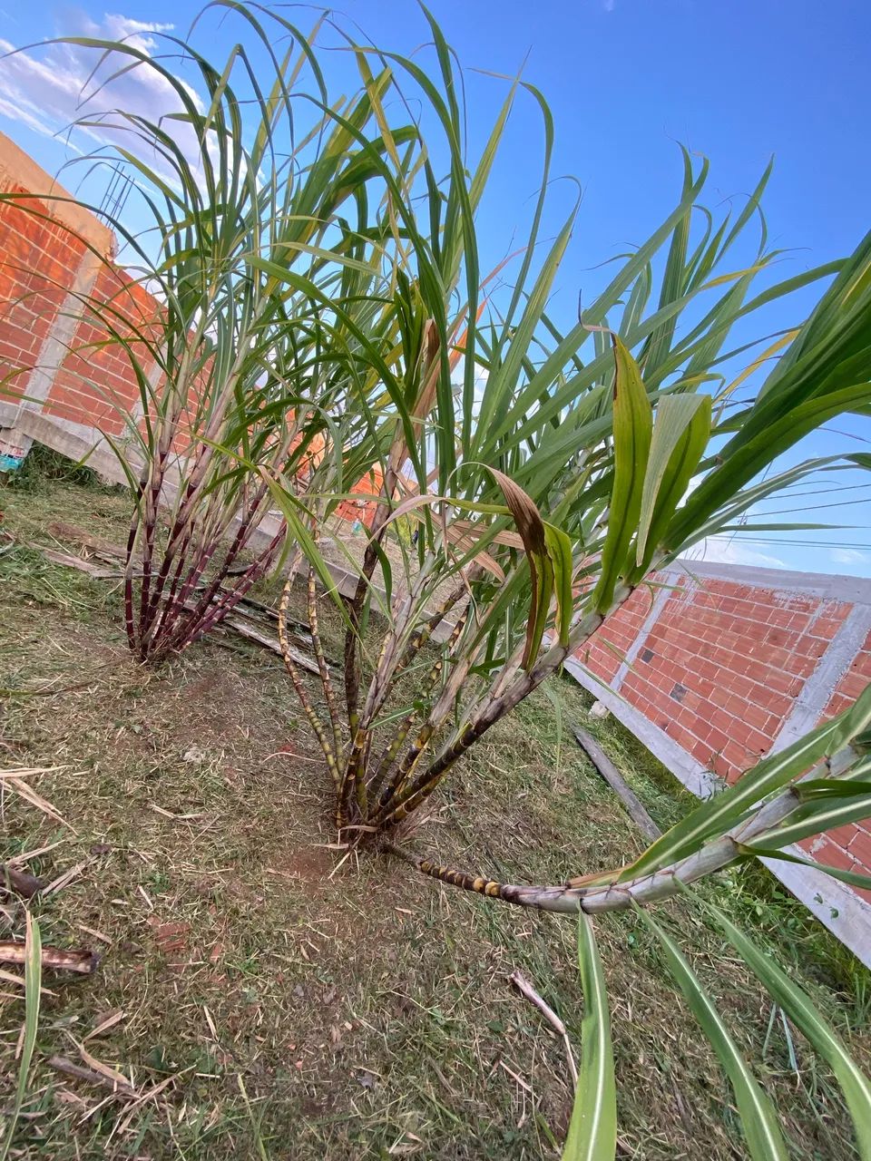 Terreno murado e com alicerce da casa já pronto - Foto 4
