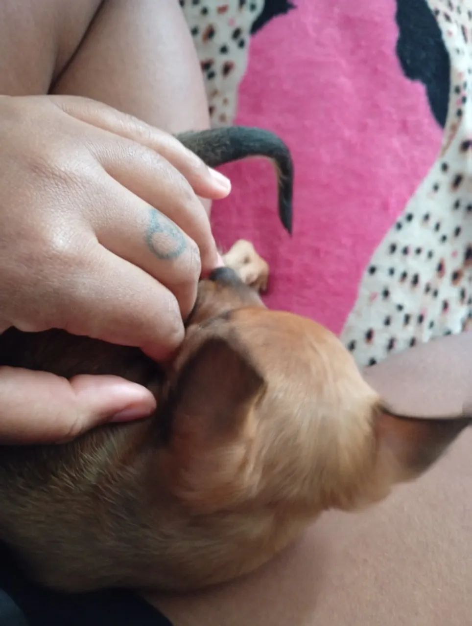Cachorro  - Foto 3