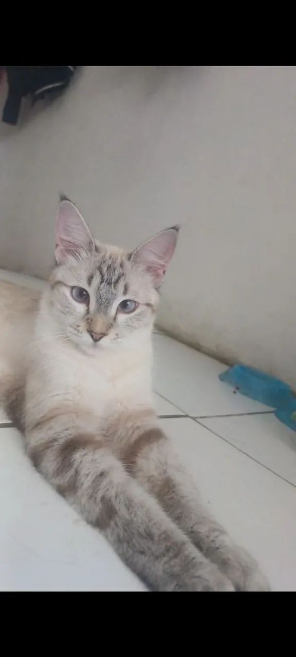 Gatinha dócil para adoçao