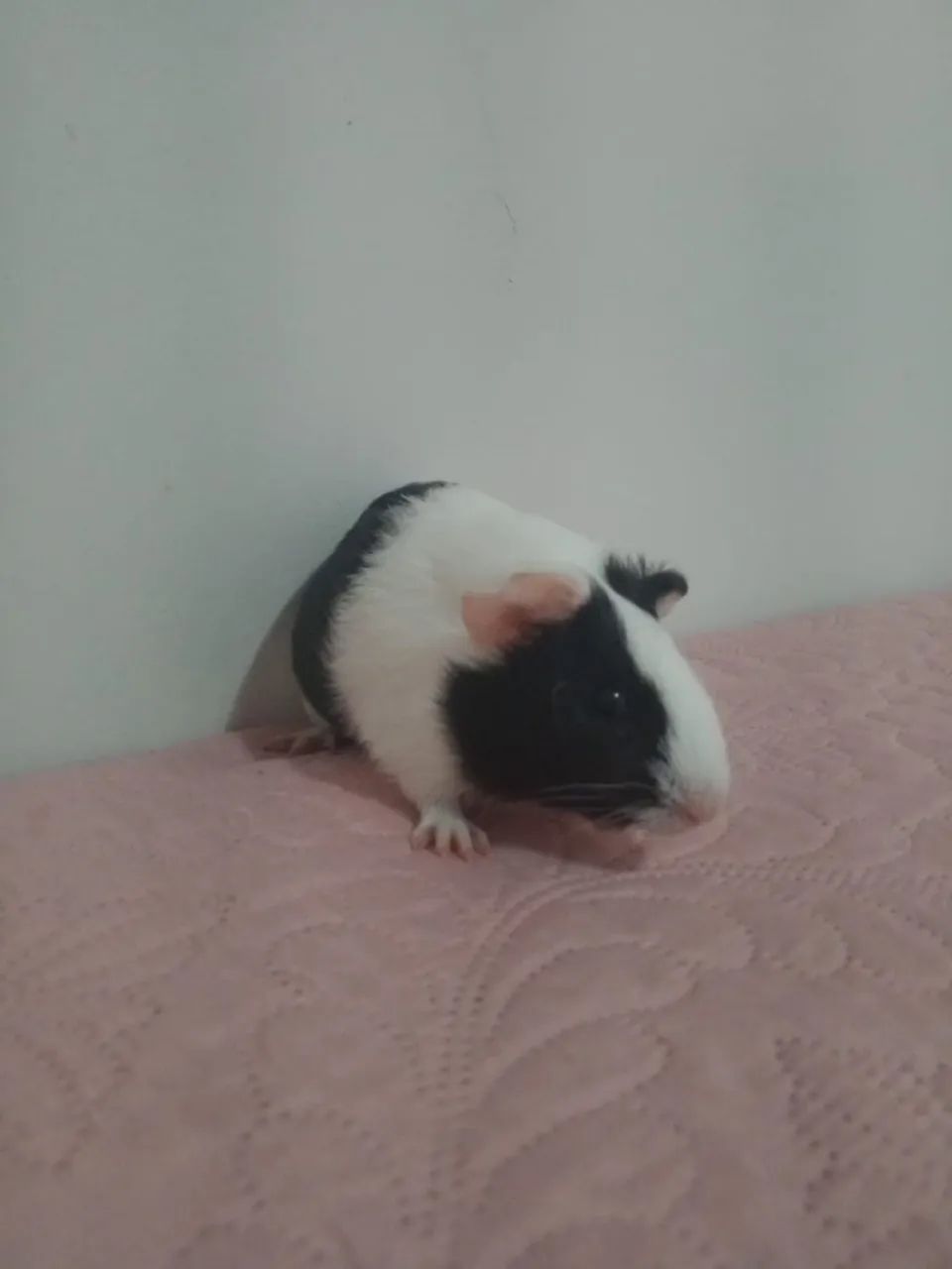 Vendo porquinho da índia - Foto 3